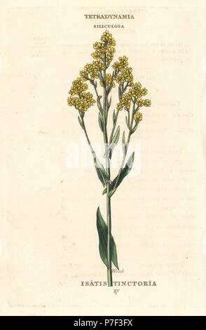 Woad, Isatis tinctoria. Handcoloured copperplate engraving after an illustration by Richard Duppa from his The Classes and Orders of the Linnaean System of Botany, Longman, Hurst, London, 1816. Stock Photo