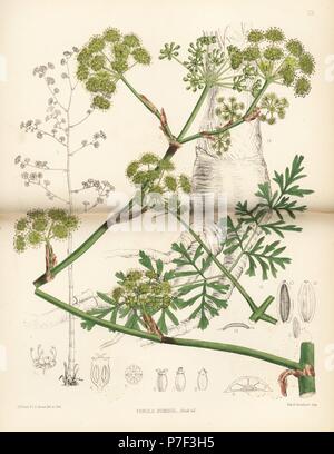 Sumbul, sumbal or muskroot, Ferula moschata (Ferula sumbul). Handcoloured lithograph by Hanhart after a botanical illustration by David Blair from Robert Bentley and Henry Trimen's Medicinal Plants, London, 1880. Stock Photo