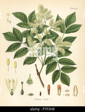 Manna ash, Fraxinus ornus. Chromolithograph after a botanical illustration from Hermann Adolph Koehler's Medicinal Plants, edited by Gustav Pabst, Koehler, Germany, 1887. Stock Photo