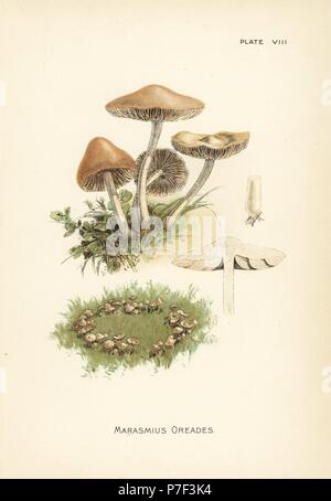 Scotch bonnet or fairy ring mushroom, Marasmius oreades. Chromolithograph after a botanical illustration by William Hamilton Gibson from his book Our Edible Toadstools and Mushrooms, Harper, New York, 1895. Stock Photo