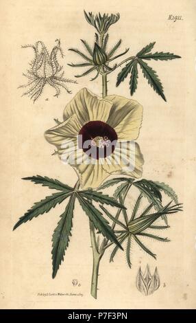 Kenaf or hemp-leaved hibiscus, Hibiscus cannabinus. Handcoloured botanical engraving from John Sims' Curtis's Botanical Magazine, Couchman, London, 1816. Stock Photo