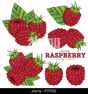 Raspberry Set, Vector. Stock Vector