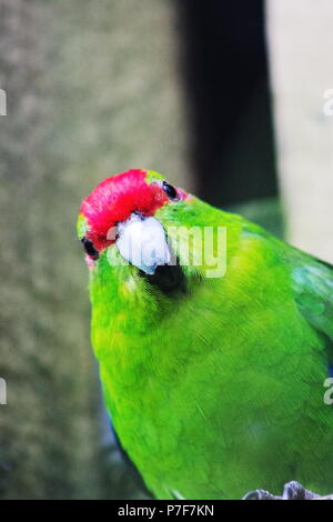 The red-crowned parakeet or red-fronted parakeet (Cyanoramphus novaezelandiae) is a small parrot from New Zealand. Stock Photo