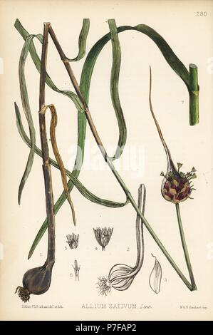 Garlic, Allium sativum. Handcoloured lithograph by Hanhart after a botanical illustration by David Blair from Robert Bentley and Henry Trimen's Medicinal Plants, London, 1880. Stock Photo