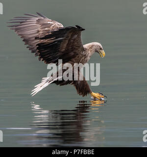 White Tailed Sea Eagle Catching Fish Stock Photo