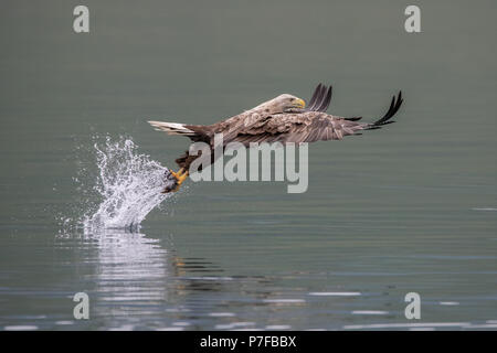 White Tailed Sea Eagle Catching Fish Stock Photo