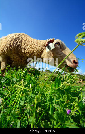 Sheep grazing in  closeup Stock Photo