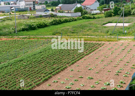 growing vegetables in the field, crop sprouts, sown field Stock Photo