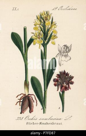 Elder-flowered orchid, Dactylorhiza sambucina (Orchis sambucina). Handcoloured lithograph from Diederich von Schlechtendal's German Flora (Flora von Deutschland), Jena, 1871. Stock Photo