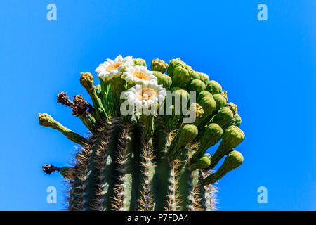 Large white and yellow flowers on top of a giant saguaro cactus in Arizona's Sonoran desert. Deep blue sky is in the background. Stock Photo