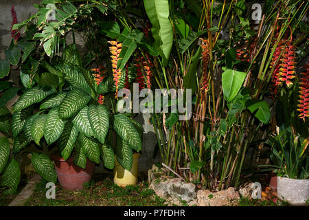 Assortment of tropical plants outdoors Stock Photo