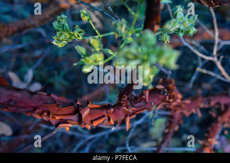 Adaptation and novelty: Interesting peeling red bark on thin tree branch with green stems still growing in California  wilderness on hiking trail Stock Photo