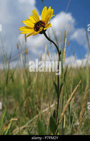 stiff sunflower, Waterton Lakes National Park, Alberta Stock Photo