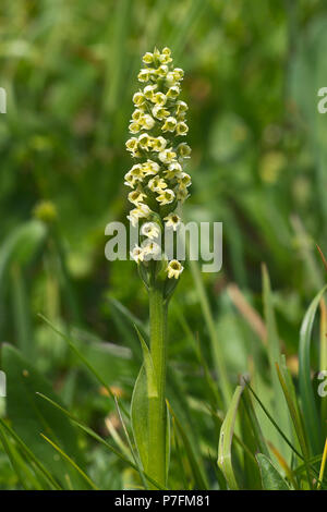 Small white orchid (Pseudorchis albida), Samnaun, Grisons, Switzerland Stock Photo