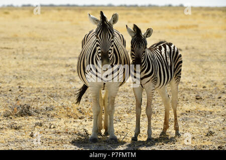 Zebra (Equus quagga) Mother animal and young standing close together in barren grasslands, Ethosha National Park, Namibia Stock Photo