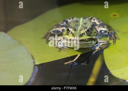 Green frog (Rana esculenta) on Water lily pad (Nymphaea), Hesse, Germany Stock Photo