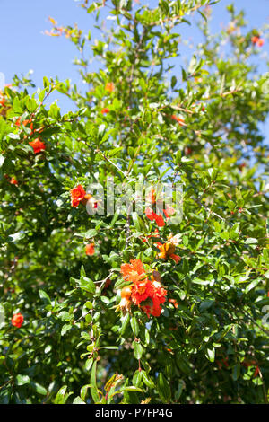 Blooming pomegranate tree with small red fruits and flowers, bees pollinate blooming pomegranate tree, sunny day Stock Photo