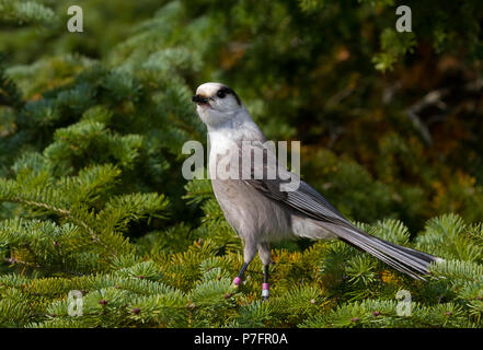 Canada Jay or Gray Jay Perisoreus canadensis perched on branch in Algonquin Provincial Park, Canada Stock Photo