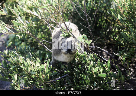 Dassie (rock hyrax) climbing in tree in South Africa Stock Photo