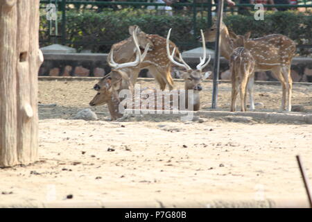 Deer Park in Jaipur  Zoo Stock Photo