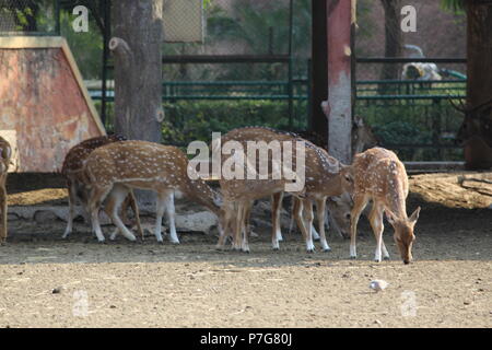 Deer Park in Jaipur Zoo Stock Photo - Alamy