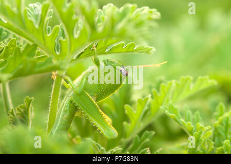 Mantis hides in the garden among geranium leaves Stock Photo