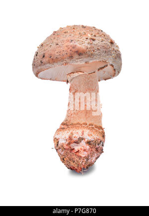 amanita rubescens, the blusher mushroom isolated on white background