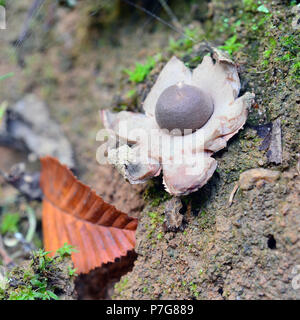 geastrum fimbriatum mushroom, known as the fringed earthstar or the sessile earthstar Stock Photo