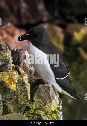 Black and white razorbill in arctic seashore Stock Photo