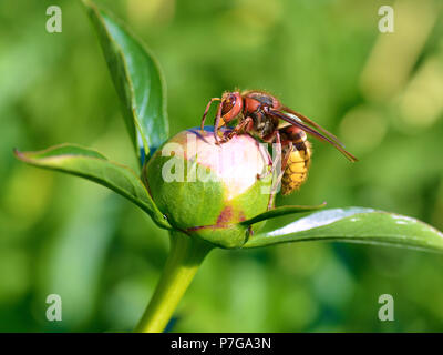 Closeup European hornet (Vespa crabro) on bud of peony flower seen from profile Stock Photo