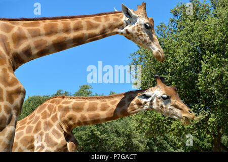 Closeup two giraffes (Giraffa camelopardalis) eating seen from profile Stock Photo