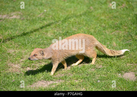 Yellow Mongoose (Cynictis penicillata) walking on grass Stock Photo