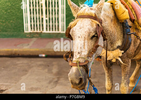 A working horse attached to a cart in Granada, Nicaragua Stock Photo