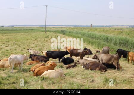 Cows grazing and resting in a meadow by the River Blyth. Walberswick near Southwold, Suffolk. Stock Photo