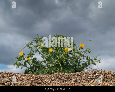 A small clump of yellow hornpoppy, (Glaucium flavum) at the top of a shingle beach against a dark sky Stock Photo