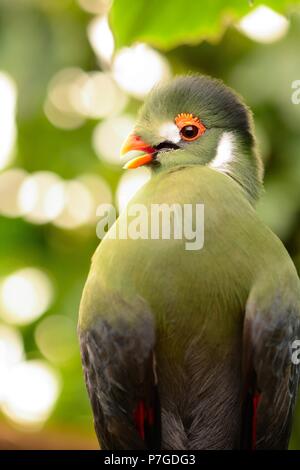 Close up portrait of a Guinea turaco perching on a branch Stock Photo