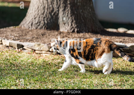 Curious Calico Cat Walking Outside. Predator In The Autumn Garden Stock ...