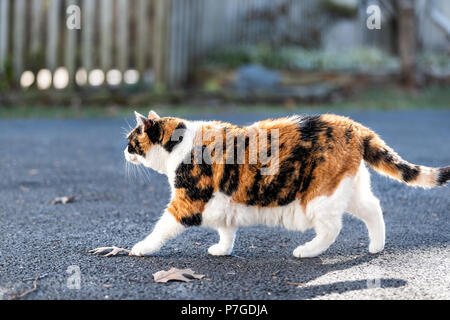 One calico cat outside hunting, walking on paved sidewalk, pavement, curious in front or back yard of home or house with fence, dry autumn leaves Stock Photo