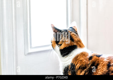 Female cute calico cat closeup of face looking out through window, staring outside from home, house Stock Photo