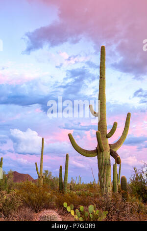 Sunset in the Saguaro National Park, near Tucson, southeastern Arizona, United States.  Big Saguaro cactus (Carnegiea gigantea) stands out against an  Stock Photo