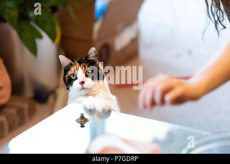 Calico cat standing up on hind legs, leaning on table with two front paws begging for treat, adorable cute big eyes asking for food in living room, do Stock Photo