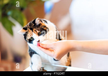 Calico cat standing up on hind legs, leaning on table with two front paws sniffing treat, adorable cute big eyes asking for food in living room, doing Stock Photo