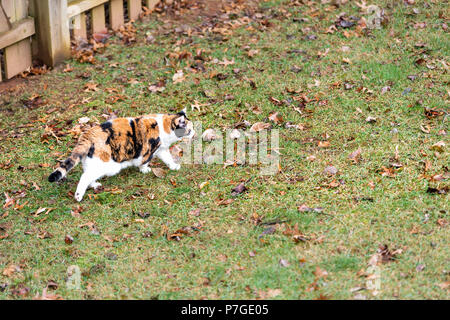 Calico cat, curious, exploring house backyard by garden, wooden fence, green grass in autumn, winter or spring, down below, fallen brown leaves Stock Photo