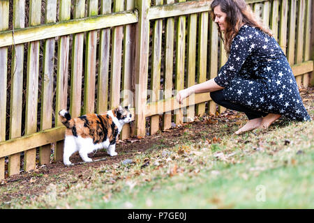 Calico cat walking, woman, female owner sitting, squatting on knees together, curious, exploring house backyard by garden wooden fence, grass in autum Stock Photo