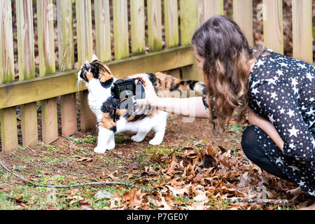 Curious calico cat walking, woman, female owner sitting, squatting on knees together, taking photo, picture, photographing, exploring house backyard g Stock Photo