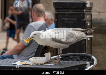 seagull eating chips from some paper left on a restaurant table. Stock Photo