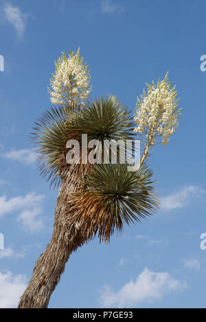 Yucca Rostrata, origen Mexico, in Botanicactus garden, Mallorca, Spain Stock Photo