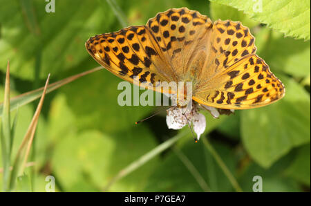 A stunning Silver-washed Fritillary Butterfly (Argynnis paphia) nectaring on a blackberry flower in woodland. Stock Photo