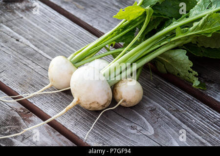 harvesting fresh white  japanese turnip vegetable Stock Photo