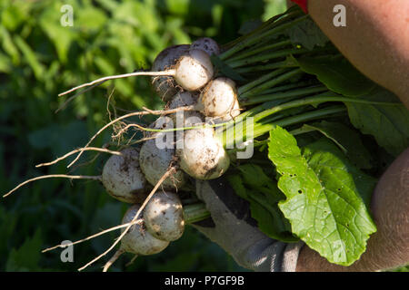 harvesting fresh white  japanese turnip vegetable Stock Photo